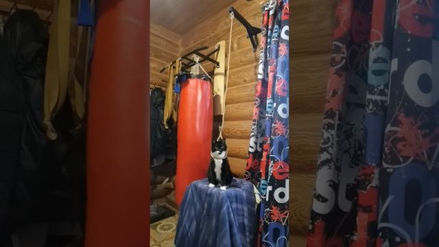 Мы в ВК https://vk.com/life_of_cats