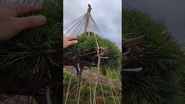 Продолжаем знакомить Вас с уникальным миром растений для ваших участков