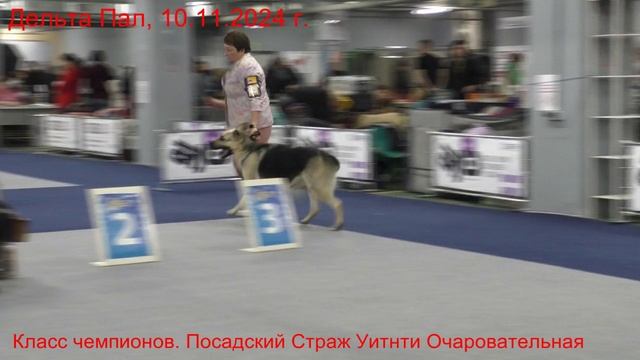 Класс чемпионов. ПС Уитни Очаровательная