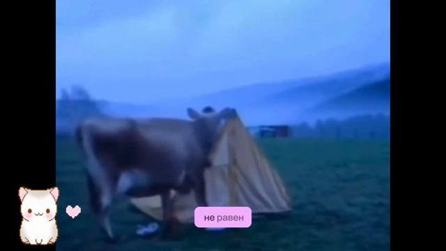 Шанс, что вашу обувь украдёт корова мал, но никогда не равен нулю.