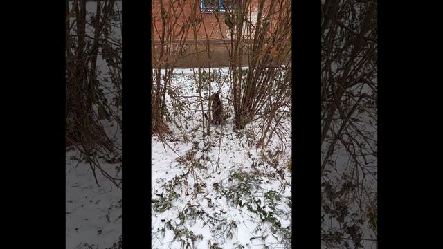 Кетис Бро И Снежный Ком 😸