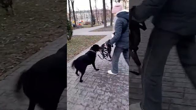 а это наш самы первый влог, тогда должна была быть небольшая встреча,но оне не прошла это было давн