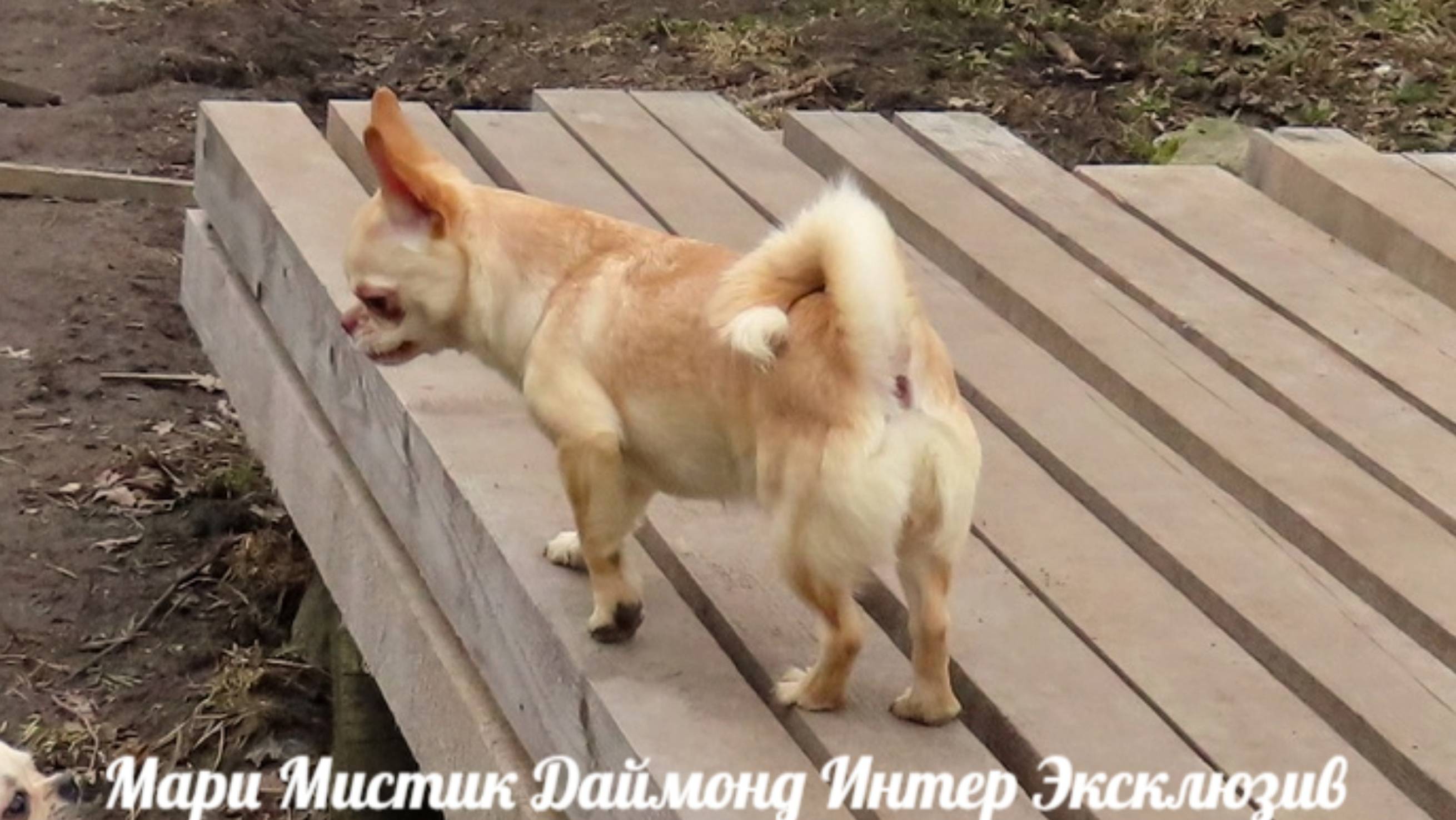 ПОДРОЩЕННЫЕ #щенки_чихуахуа - ГАРАНТИЯ ЗДОРОВЬЯ ! #ЦЕНЫ ОТ 15 тр #купитьчихуахуапродам 89215950848