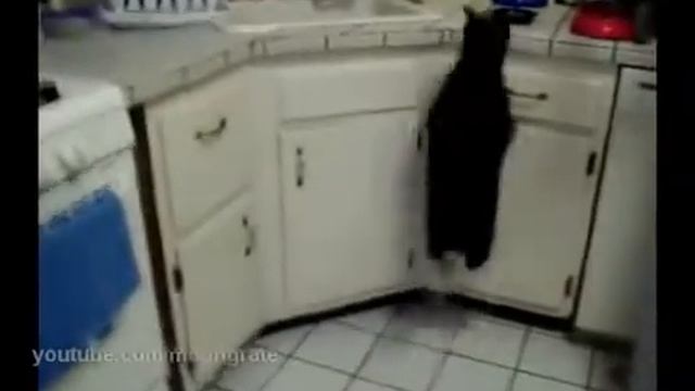Коту пора худеть    = Cat's time to lose weight     =
