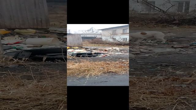 Собака🐶 кушает,и уже вообще,не реагирует что её снимают на телефон 👎.!