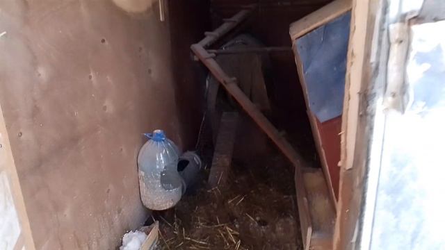 Курочки (перепады температур, яйценоскость пока хорошая)....