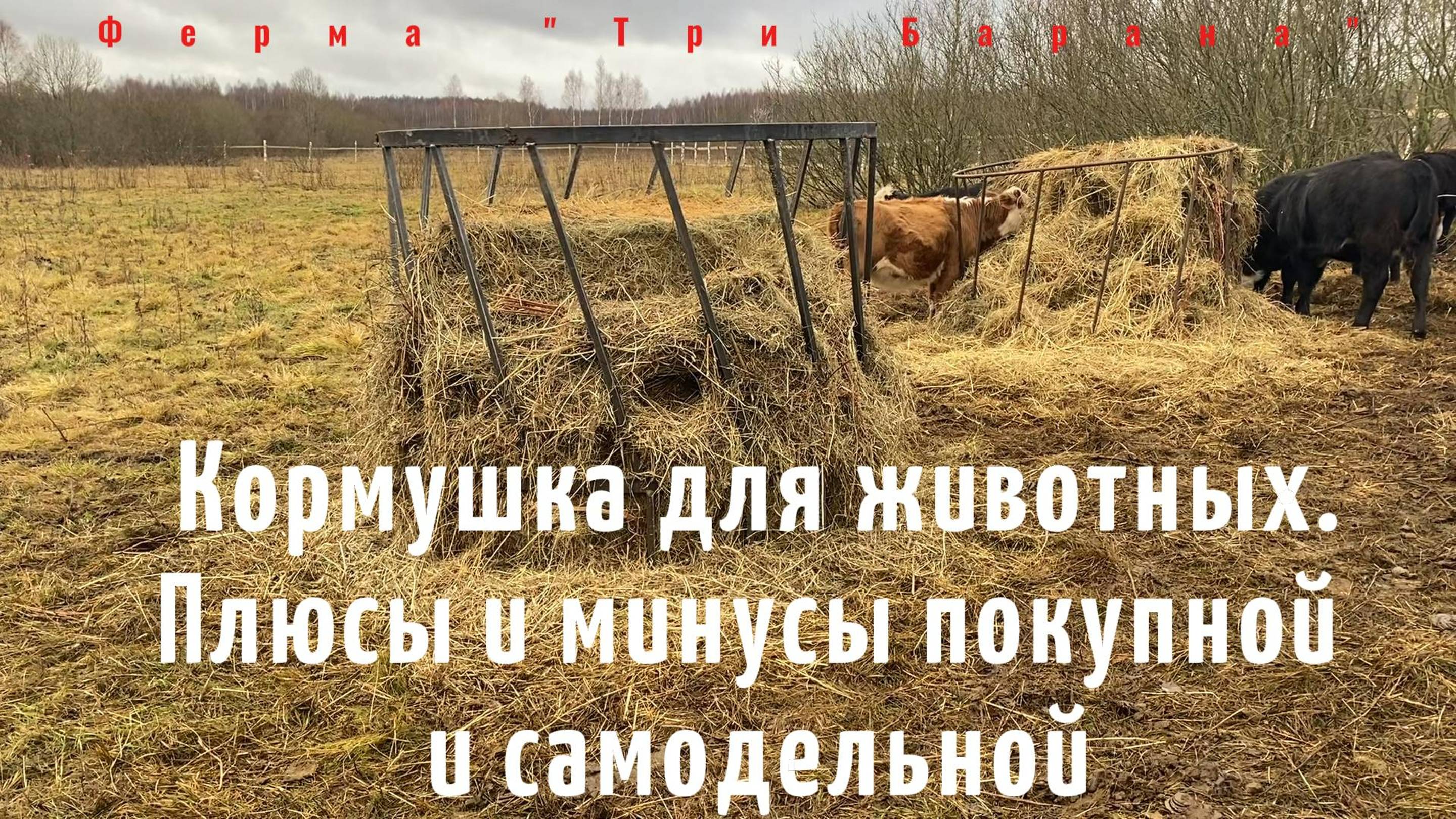 Кормушка для животных, какая лучше