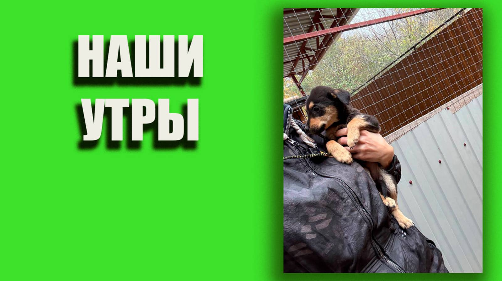 Наши утрЫ 🙂 #утро #волонтёры #помощьбездомнымживотным