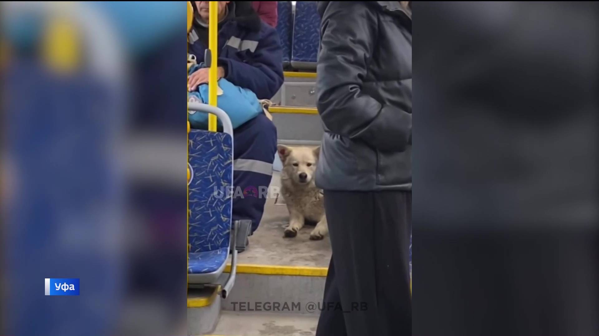 В Уфе в автобусе сняли на видео четвероногого безбилетника