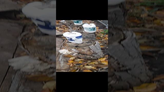 1000031769.mp4дача 2024г.11.10.2024г.