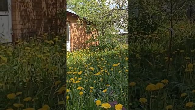 Варенье из одуванчиков/Одуванчиковый мёд.