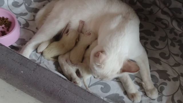 Новорожденные котята, такая милота
