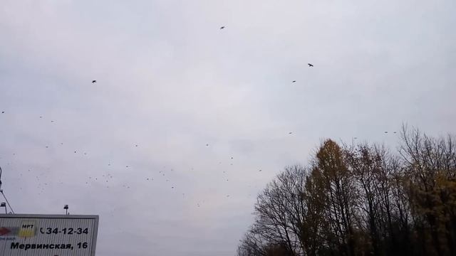 вороны