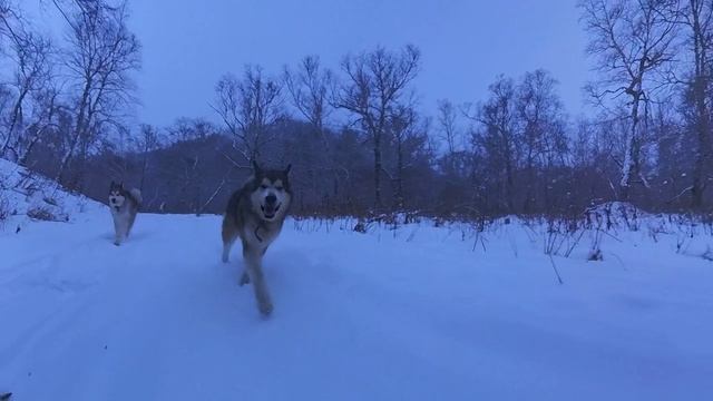 Дальнее озеро, Аляскинский Маламут, прогулка по снегу