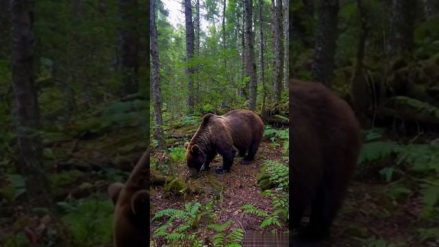 Таёжный медведь.