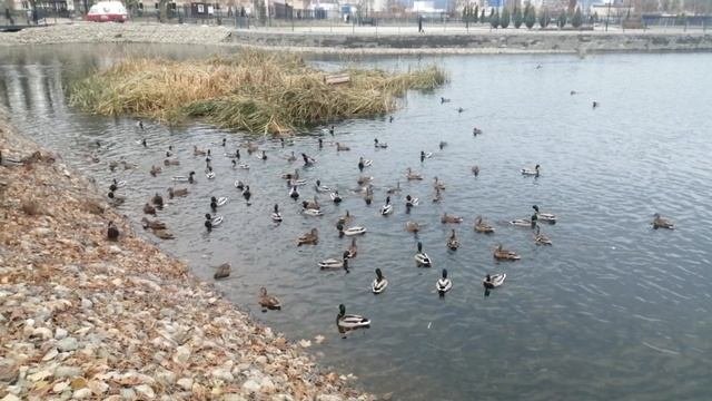 Пруд в Саратове !!! ноябрь 2024 г