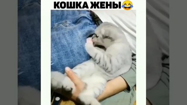 Котик жены