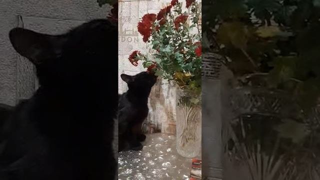 #Кот Ночь#люблю цветы!!!