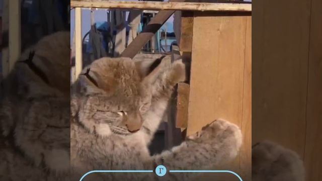 Saving the lynx