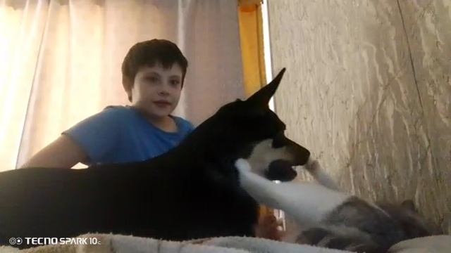 Моя собака плюшка мучает кота