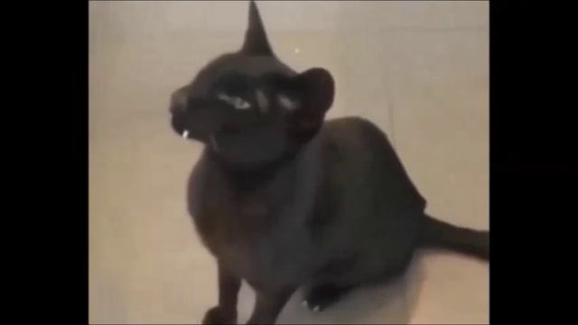 зуби - зуби