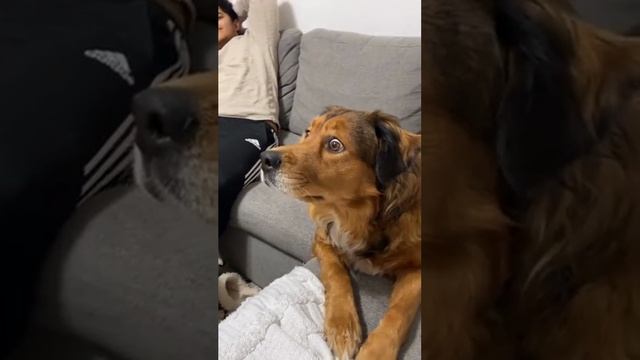 Огромная белка