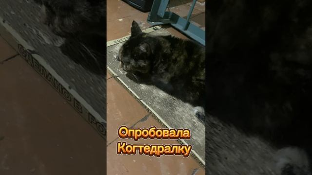 Нашли кошечку на улице. День второй