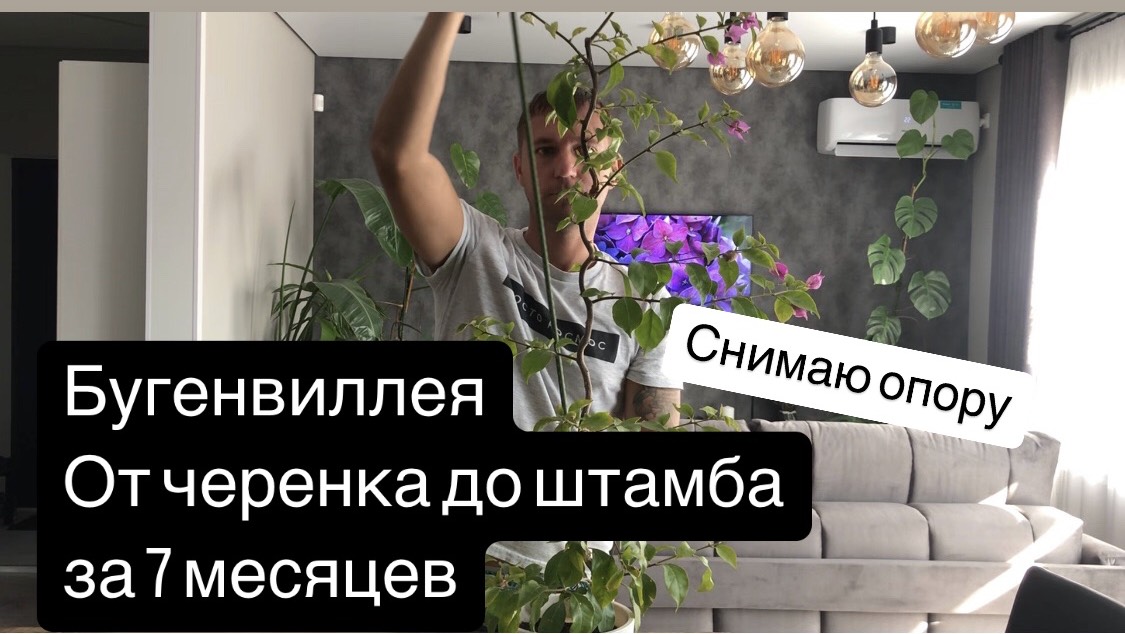 Бугенвиллея на штамбе, снимаю опору