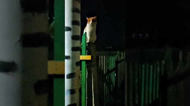 День кошки #shorts