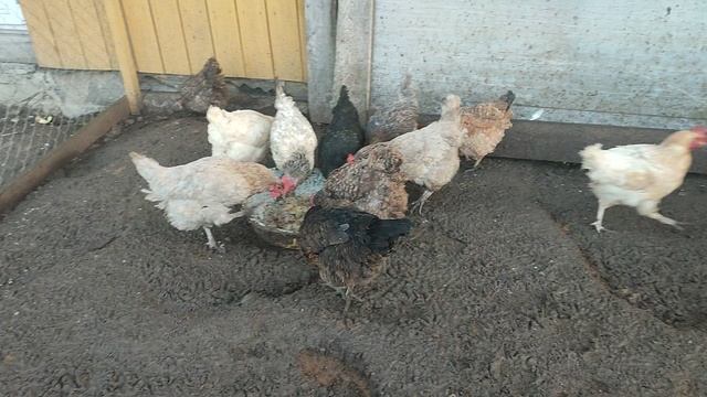 Зачем кормить объедками со стола и овощами с огорода кур? Курам нужен сбалансированный корм! 🤔