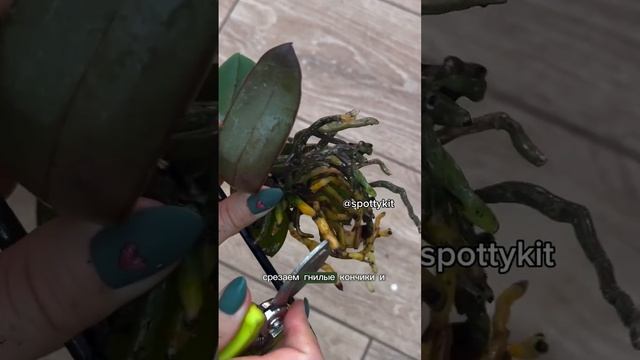 Орхидеи+сфагнум=любовь.