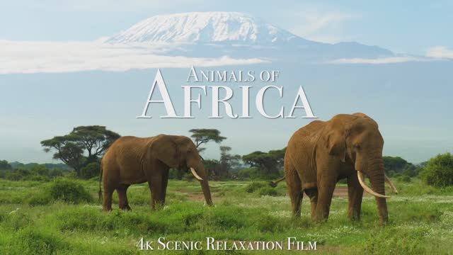 Animals of Africa 4K - Scenic Relaxation Film With Calming Music