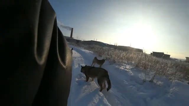 Встреча с хвостатой бандой