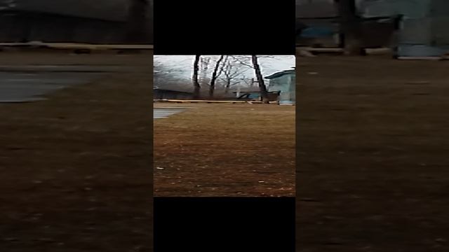 Вот как носятся,собаки🐶🐩, 👎за своей собакой...!