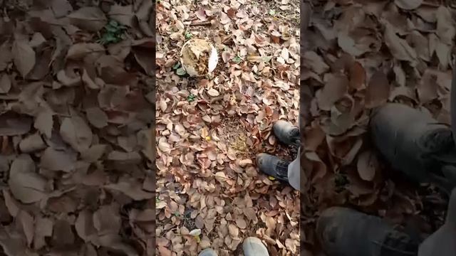 Вот что стало с чудом, которое выросло на участке