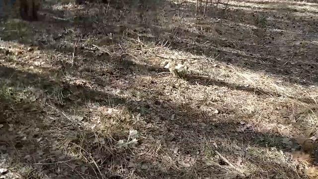 Сказка весеннего леса - Первоцветы Челябинского городского бора