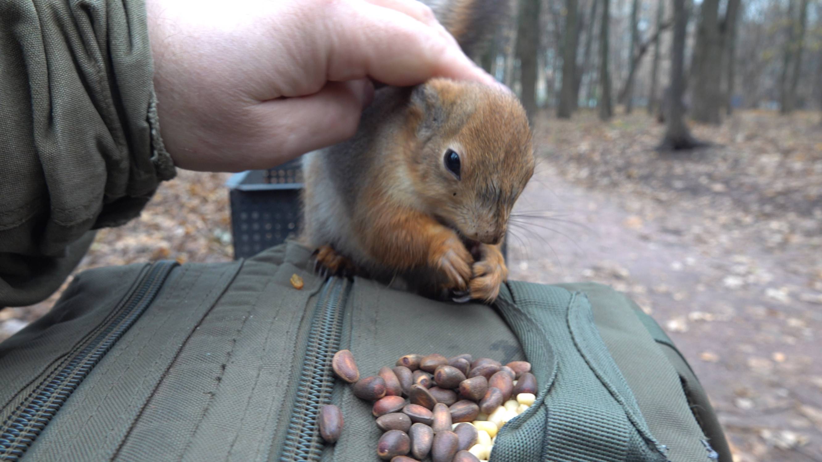 Снова про белок и кормушки