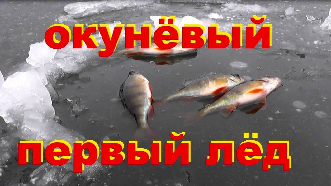 окуневый первый  лёд сезон  24-25