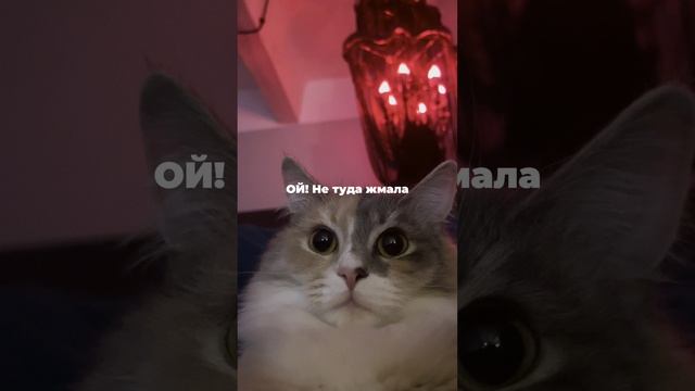 Казус