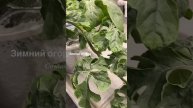Мой зимний огород в квартире