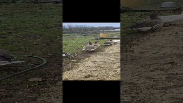 С кошечкой Лапой гуляем с гусями 🪿