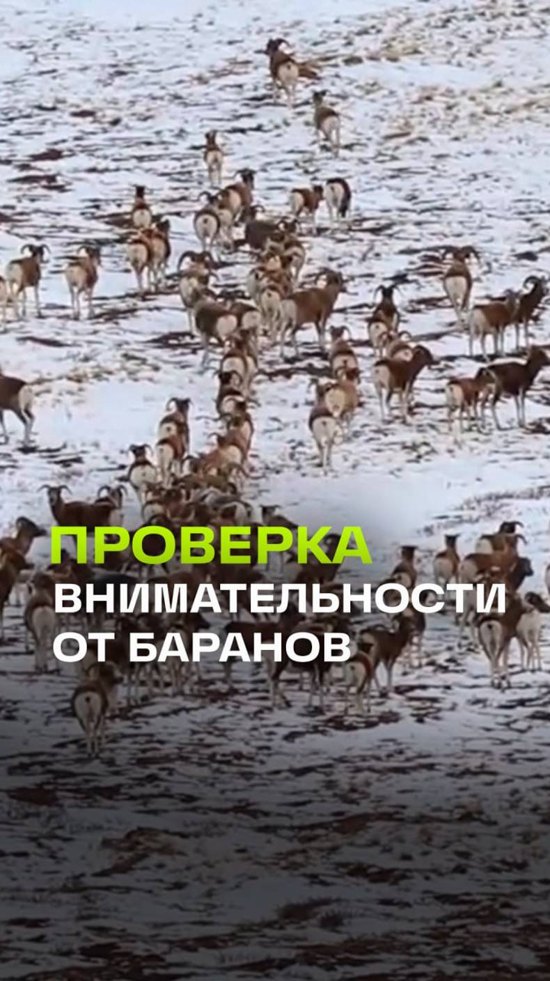 Тест на внимательность: сможете посчитать алтайских горных баранов и не уснуть?