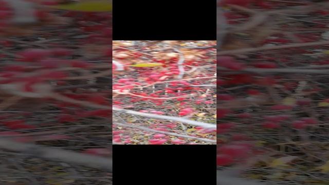 1000031767.mp4дача 2024г.11.10.2024г.