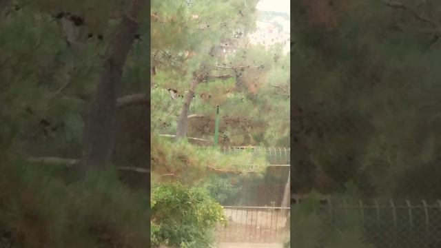 Львы, сафари парк, Геленджик