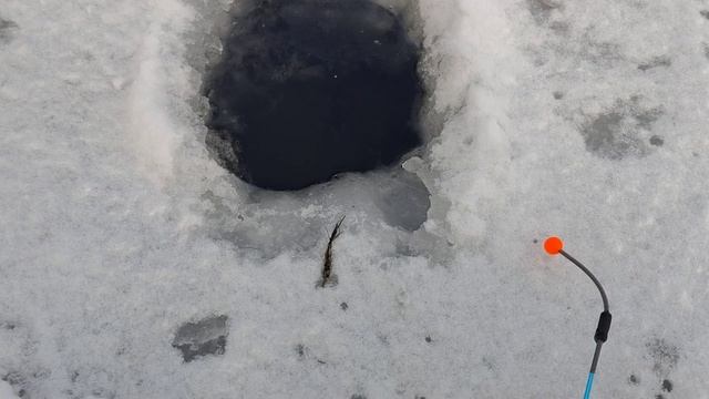 Ротан по Первому Льду.