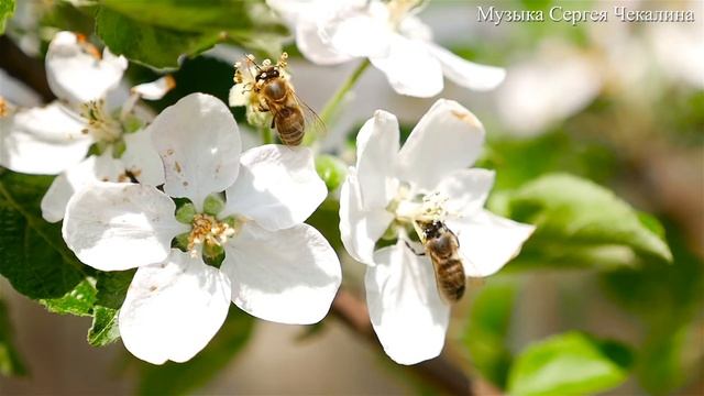Самая Нежная музыка весны! Красивая музыка - Музыка Сергея Чекалина - Музыка дающая энергию! #3