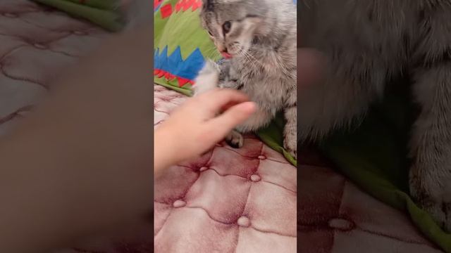 нравится вам мой котёнок?🐱