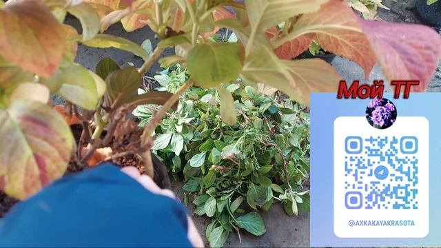 УЖ ЛУЧШЕ МАТОЧНЫЙ КУСТ,чем 10-15 черенков с него без иммунитета и сил к жизни!Обрезаю полуфабрикаты!