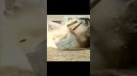 #crashtest #краштест