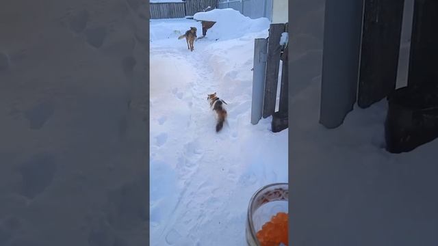 новый год